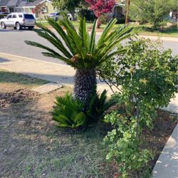 Sago Palm Tree