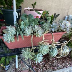 Succulent Plants 
