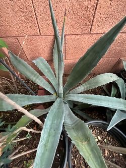 Large Collection Of Agave Aloe Vera Moss Rose Flowers