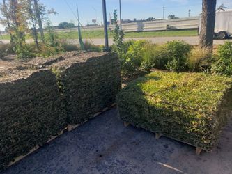 Grass Sod For Sale