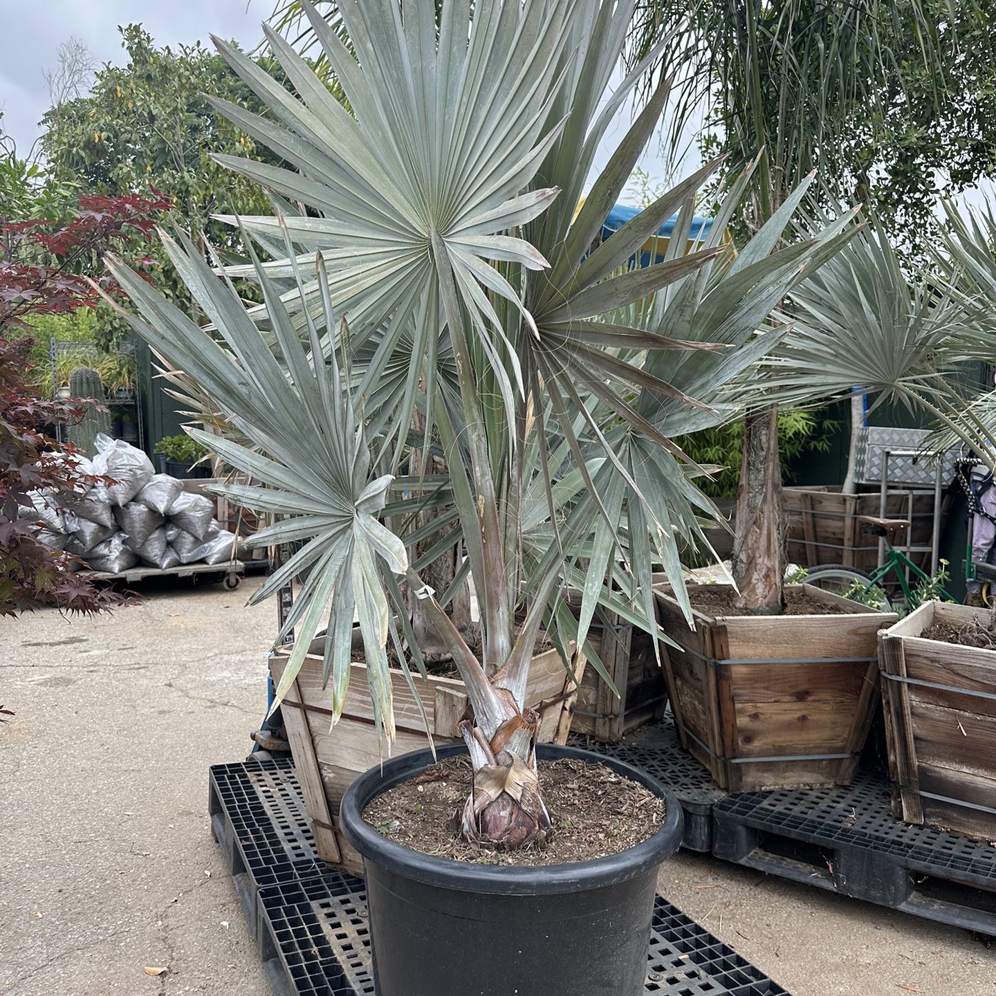 Bismarckia nobilis, silver Bismarck Palm tree for Sale in