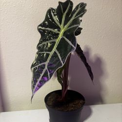 Alocasia Polly *6inch*
