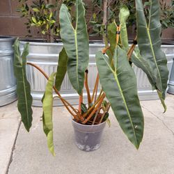 Philodendron billietiae