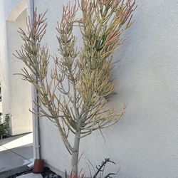 $10 potted matchsticks