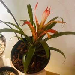 Bromeliad Guzmania Live Tropical Indoor Plant
