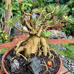 Desert Rose Bonsai With Pink Flowers On Rock for Sale in Deerfield Beach,  FL - OfferUp