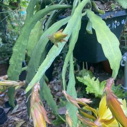 Selling Unrooted Cuttings, Of Epiphyllum Going Banana. 12 Inch Cutting For $10