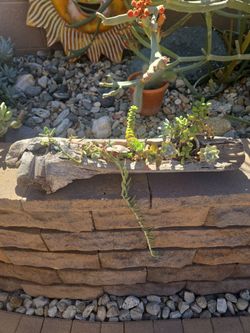 Cactus Table Display