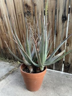 Aloe Vera Plant