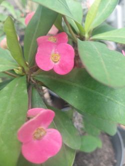Corona De Cristo, Crown Of Thorns Plant 