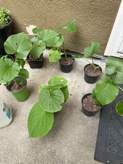 Organic Root beer plant