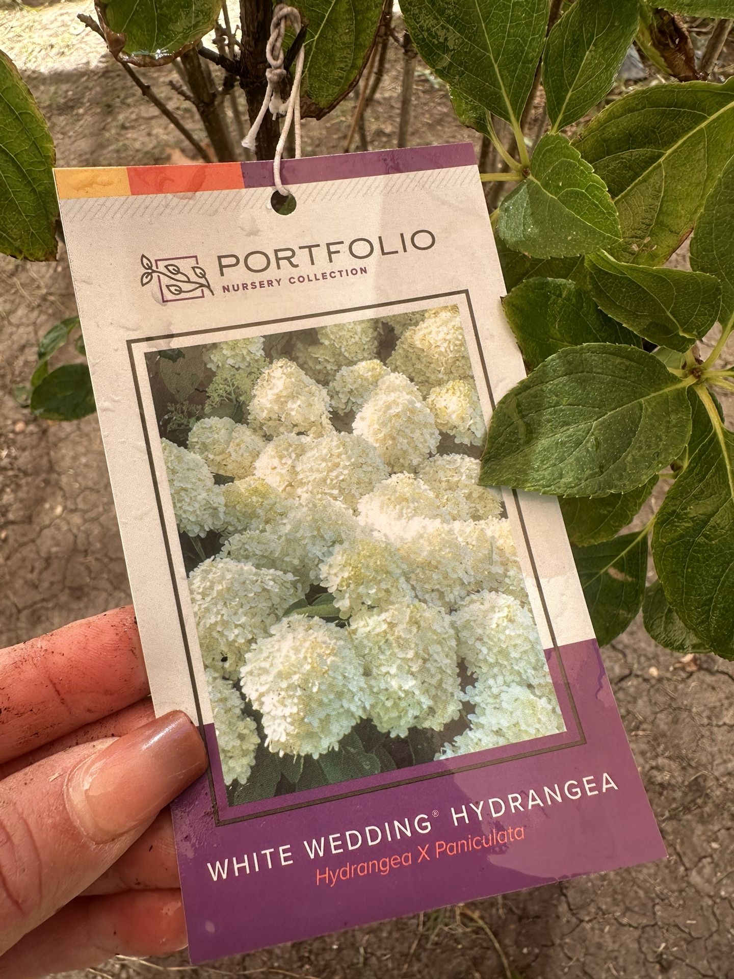 White Wedding Hydrangea Plants / hortencia Plantas 