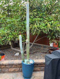 🌵Pilosocereus azureus cactus “Blue Torch Cactus” (92126)