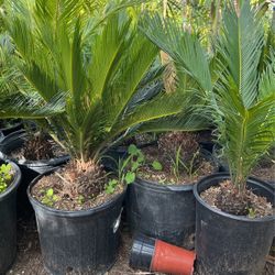Sago Palm $$$38 Each