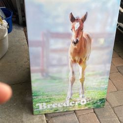 Beautiful Horse Pictures