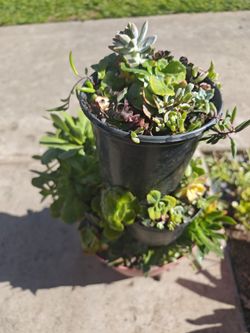 Succulent