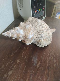 19 Inch Giant Seashell