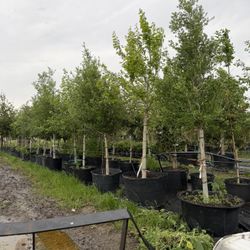 Trees For Sale Temple Tx 