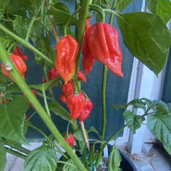 Red Scorpión Peppers Very Spicy Peppers Plant, In 5 Gallóns Pot Same Plant On The Post Pick Up Only