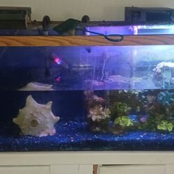 50 Gallon Tank Comes With Filter And Stand