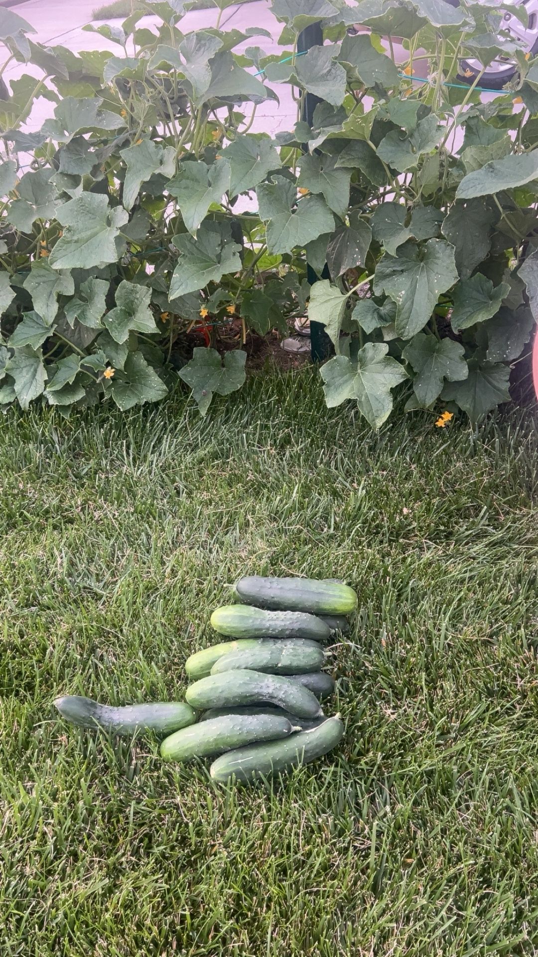 Free Cucumbers 