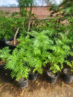 Plantas de temporada