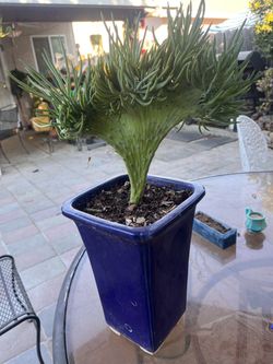 Cola de sirena  Large Succulent Plant in Blue Ceramic Pot