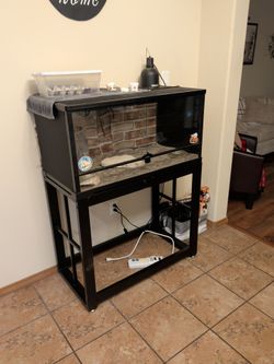 bearded dragon set up
