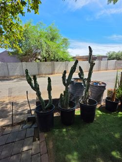 Totem pole cactus