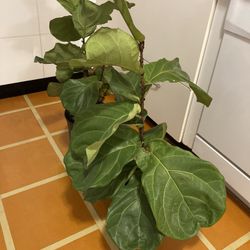Two 3 foot tall fiddle leaf fig plants 