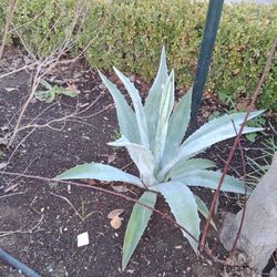 Agave Plants