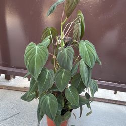 6” micans philodendron