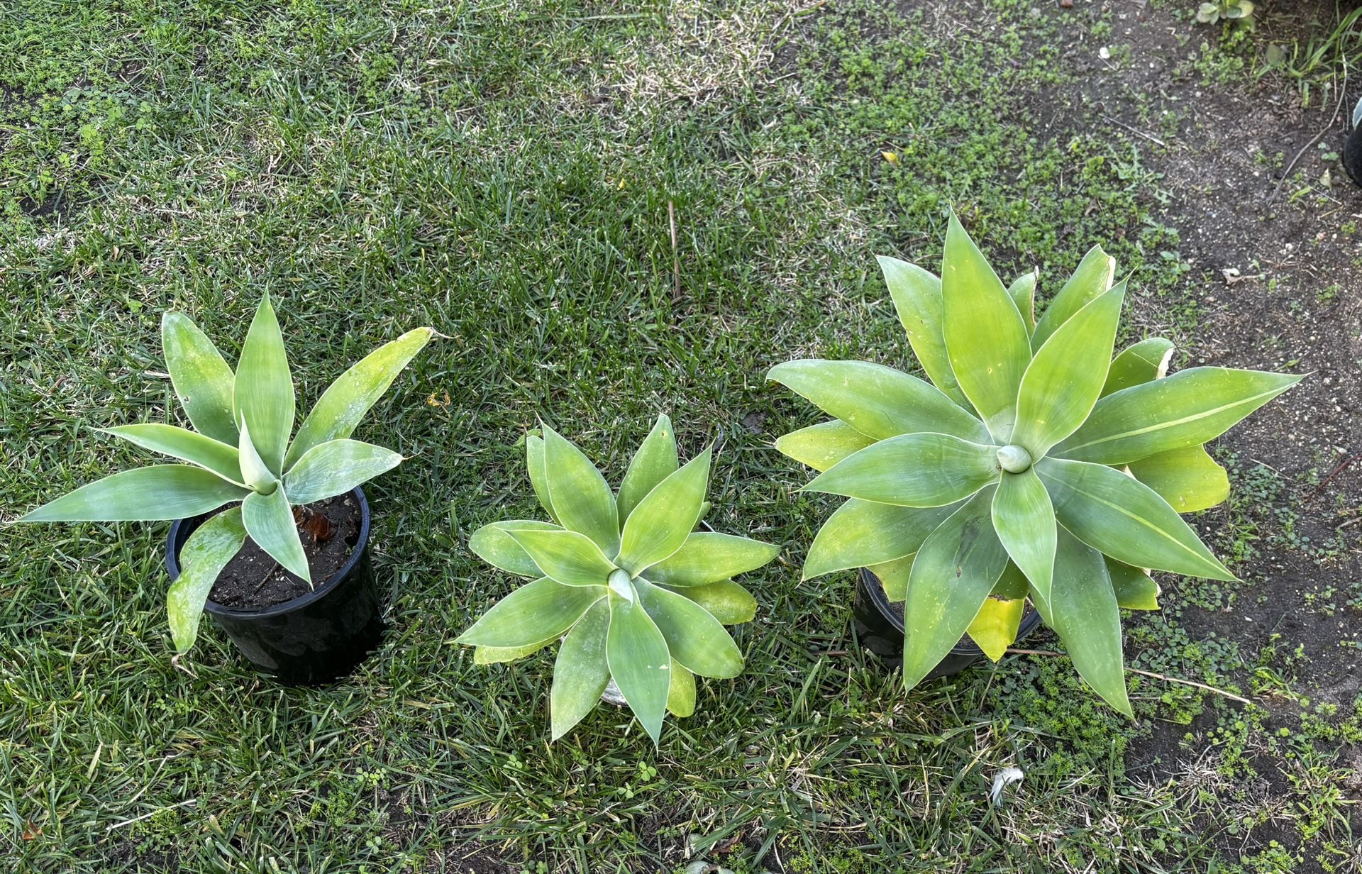 FOXTAIL AGAVE PLANTS
