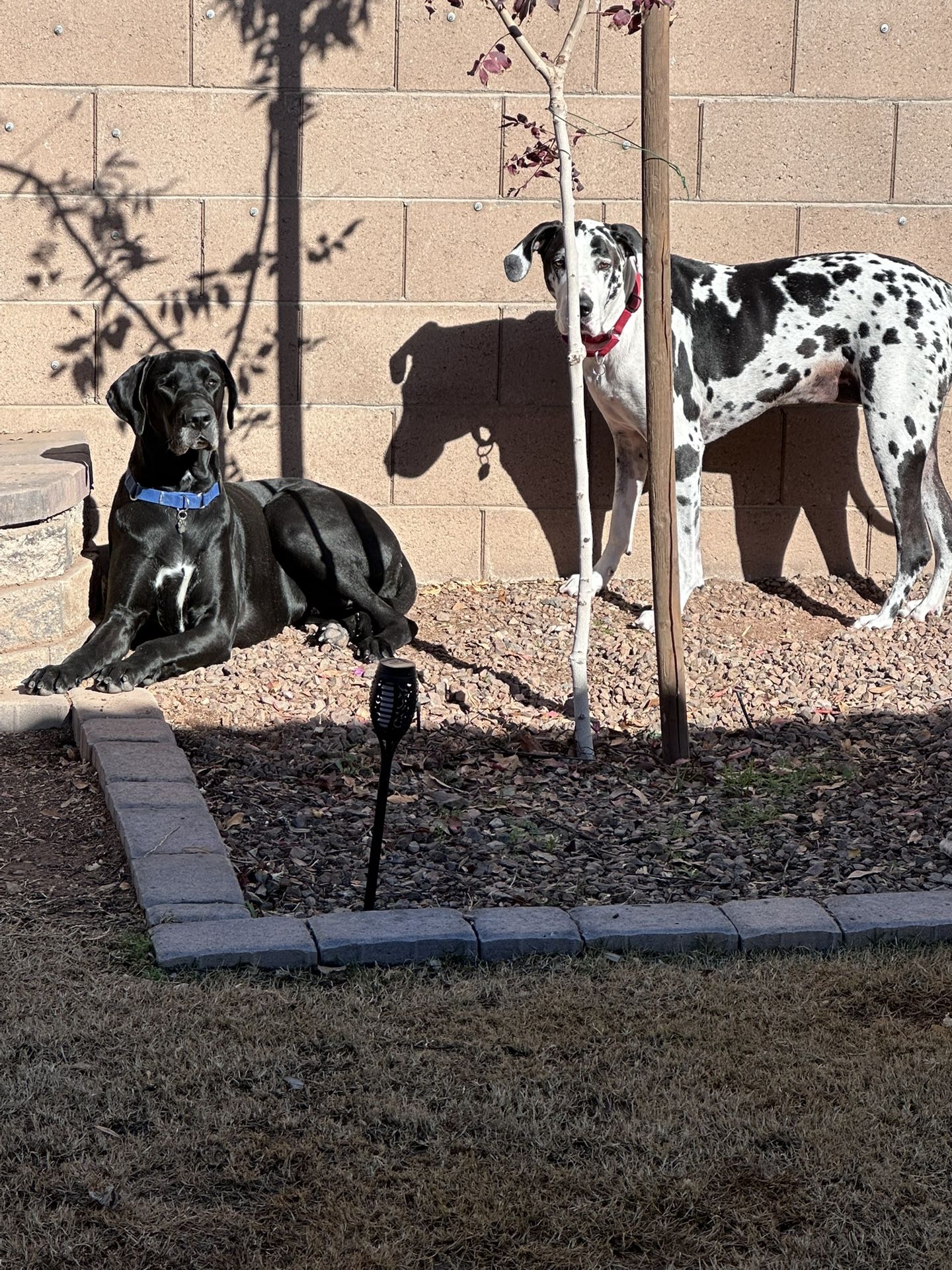 XXXL Dog Kennel