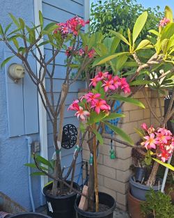 Palmeira plants for sale Chino Hills