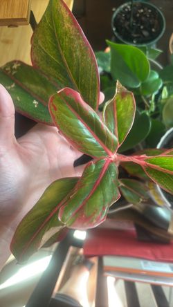 Differechia plants