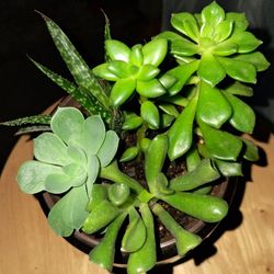  Mini garden of Mixed SUCCULENTS. Shreks Ear, etc. 