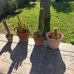 Cactus 