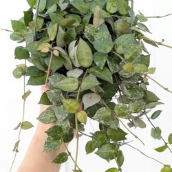Hoya Krohniana Eskimo/Silver Splash Plant 6" Pot - Indoor House Plants 
