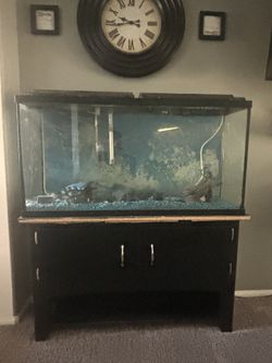 55 Gallons Fish Tank