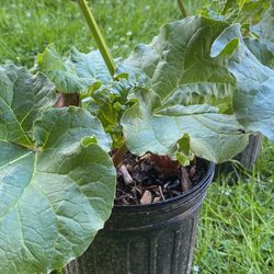 Rhubarb Plants