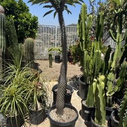 Four Headed Madagascar Palm 