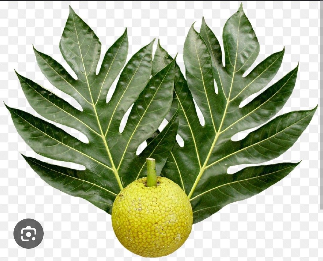 Breadfruit Airlayered Trees 7gal Arboles De Pana Injertados 7gal