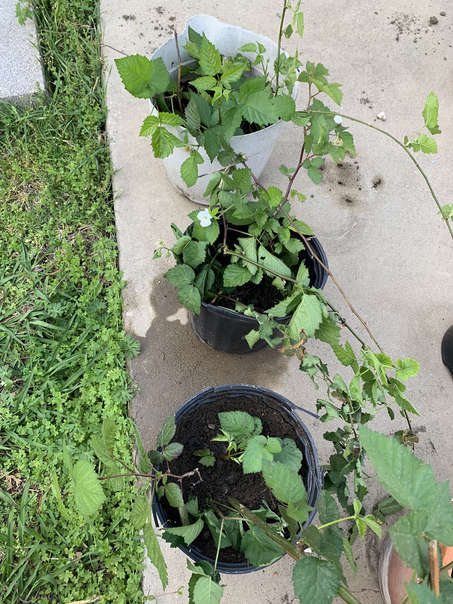 Blackberries Plant Flowering Already / Trade