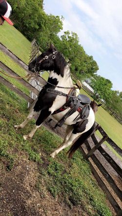 Horse saddle size 15