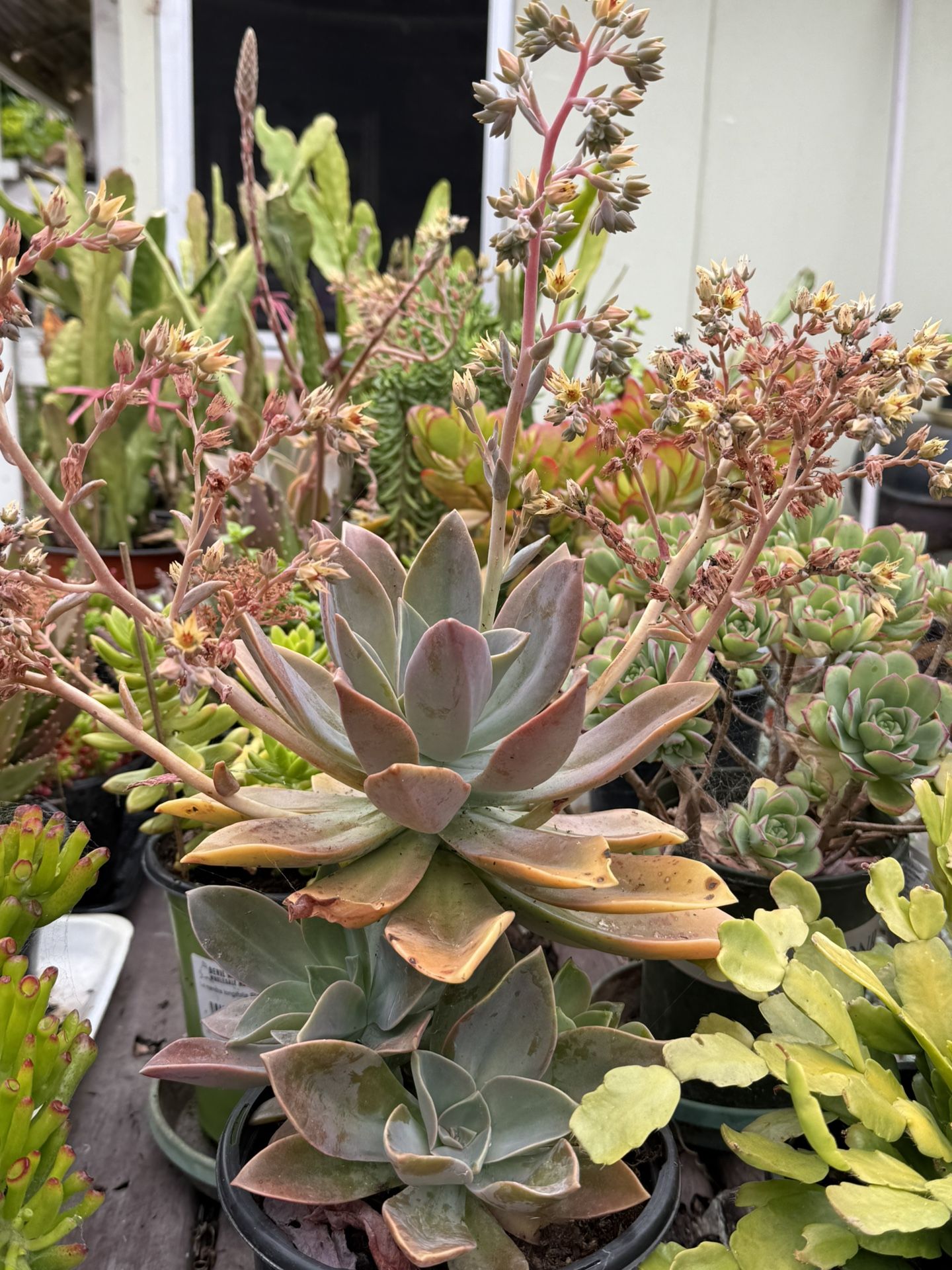 Succulent Pot 