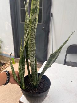 Snake plant