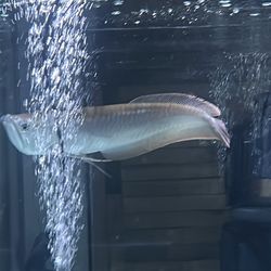 Fake decor of silver arrow