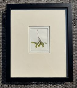 Helicopter ‘Samaras’ Botanical Etching Framed Original Art