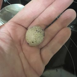 Quail Eggs